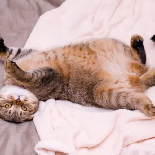 O que significa quando um gato fica de barriga para cima
