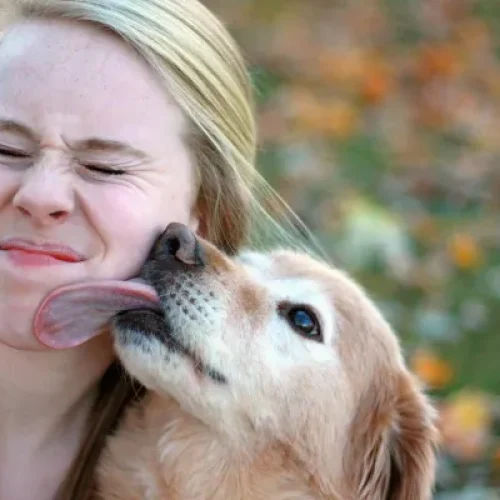 Por que o cachorro lambe a gente