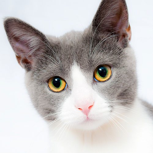 cat1