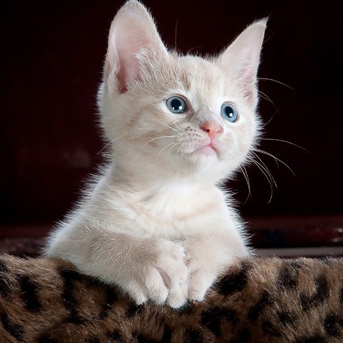 cat3