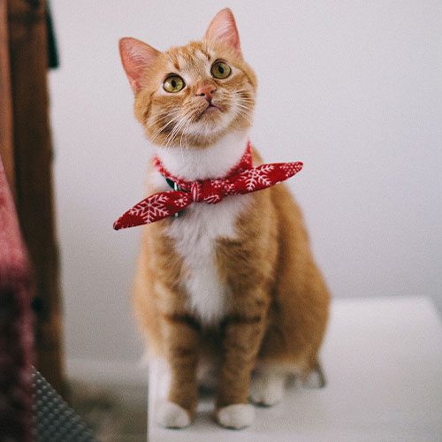 cat4