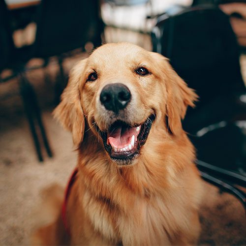 dog1
